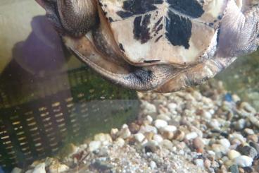 Sumpfschildkröten kaufen und verkaufen Foto: 1.1 Sacalia quadriocellata