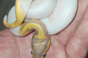 Snakes kaufen und verkaufen Photo: Python regius - 0.2 Banana Leopard Piebald 
