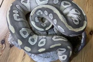 Königspythons kaufen und verkaufen Foto: Last call for Hamm Python regius