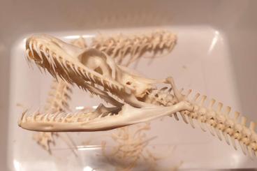 Exotische Säuger kaufen und verkaufen Foto: Verstorbene Tiere gesucht zur Skelettpräparation 
