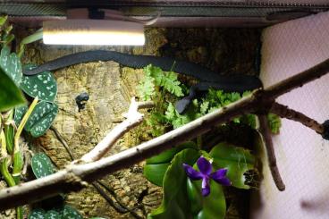 Schlangen kaufen und verkaufen Foto: 3.3 Trimeresurus purpureomaculatus