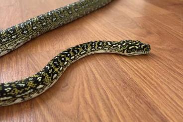 Pythons kaufen und verkaufen Foto: 1.1 Morelia spilota spilota CB 2021