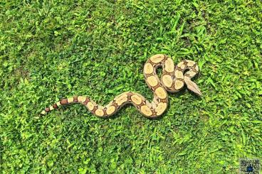 Boas kaufen und verkaufen Photo: Boa Constrictor Constrictor Brasilien 