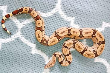 Boas kaufen und verkaufen Photo: 1.1 Boa Constrictor Constrictor Brasilien 