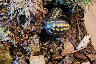 Insects kaufen und verkaufen Photo: Biete diverse Asselarten (Armadillidium etc)