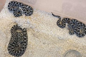 Giftschlangen kaufen und verkaufen Photo: Sistrurus catenatus tergeminus Giftschlangen kaufen und verkaufen Photo: Sistrurus catenatus tergeminus
