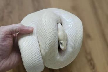 Ball Pythons kaufen und verkaufen Photo: Königspython 1.0 Superphantom fire pastel Clown 