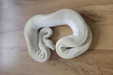 Ball Pythons kaufen und verkaufen Photo: Königspython purple passion Pastel Clown 