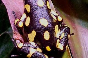 Poison dart frogs kaufen und verkaufen Photo: 1,0 oophaga histrionica pacasi 