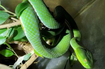Venomous snakes kaufen und verkaufen Photo: Cercobombus, purpureomaculatus, vogeli Venomous snakes kaufen und verkaufen Photo: Cercobombus, purpureomaculatus, vogeli