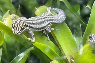 Geckos kaufen und verkaufen Photo: Hamm 14.12 oder Abholung in Mannheim