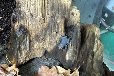 Poison dart frogs kaufen und verkaufen Photo: Biete Oophaga pumilio aguacate 