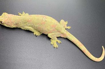 Geckos kaufen und verkaufen Foto: Eurydactylodes, Rhacodactylus, Strophurus, Mniarogekko, Gonatodes
