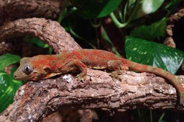 Geckos kaufen und verkaufen Photo: Strophurus, Eurydactylodes, Rhacodactylus. Mniarogekko 