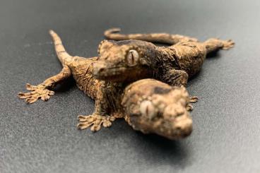 Geckos kaufen und verkaufen Foto: Strophurus, Eurydactylodes, Rhacodactylus. Mniarogekko 