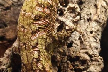 Geckos kaufen und verkaufen Foto: Rhacodactylus, Strophurus, Eurydactylodes, Mniarogekko 