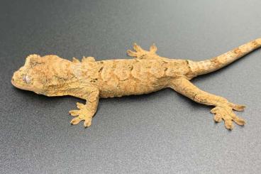 Geckos kaufen und verkaufen Foto: 0,1 Mniarogekko chahoua, Weibchen