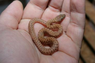 Schlangen kaufen und verkaufen Foto: Antaresia childreni T+Albino for Hamm