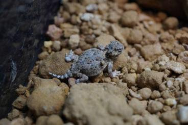 Echsen  kaufen und verkaufen Foto: Wüsten Krötenechsen ( Phrynosoma platyrhinos)