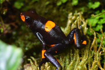 Poison dart frogs kaufen und verkaufen Photo: Oophaga histrionica bullseye