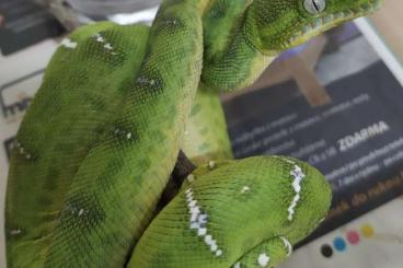 Snakes kaufen und verkaufen Photo: Corallus caninus 1,0 CB 9/23 