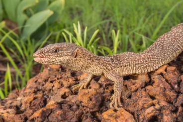 Monitor lizards kaufen und verkaufen Photo: Varanus primordius - want to buy! 