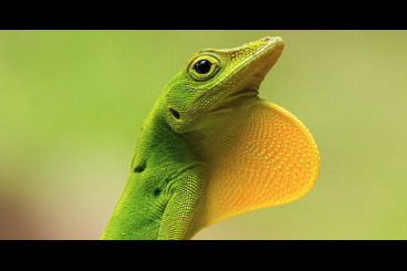 andere Echsen kaufen und verkaufen Foto: I am interested in Anolis sp. TO BY!