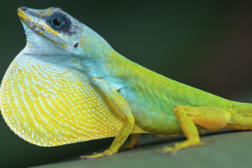 other lizards kaufen und verkaufen Photo: SEARCHING for Anolis trinitatis 1.1 or 1.2