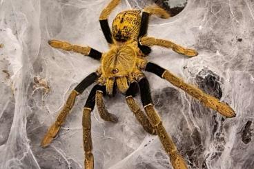 Spinnen und Skorpione kaufen und verkaufen Foto: Encyocratella olivacea FH1