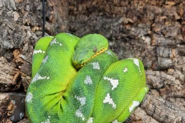 Boas kaufen und verkaufen Foto: Corallus caninus Guyana 1.0  