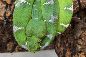 Boas kaufen und verkaufen Foto: Corallus caninus Guyana 0.1