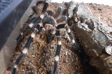 Vogelspinnen kaufen und verkaufen Foto: Acanthoscurria geniculata 1.0 