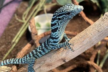 Monitor lizards kaufen und verkaufen Photo: 0,0,1 Varanus Macraei (Blauer Baumwaran) vom 03.2024