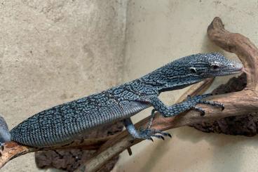 Monitor lizards kaufen und verkaufen Photo: 1,1 Varanus Macraei (Nov 2020)