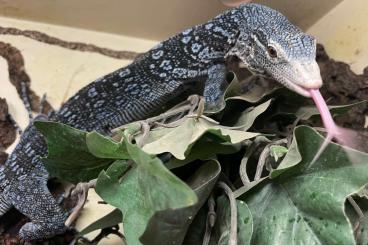 Monitor lizards kaufen und verkaufen Photo: 1,0 Varanus Macraei (ENZ 07.2022)