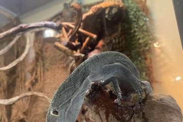 Warane kaufen und verkaufen Photo: 2,1 Varanus Kordensis Warane kaufen und verkaufen Photo: 2,1 Varanus Kordensis