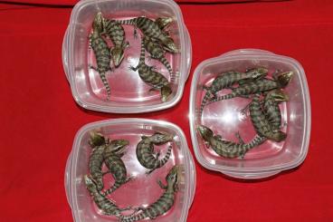 Lizards kaufen und verkaufen Photo: Tiliqua scincoides scincoides Eastern BTS