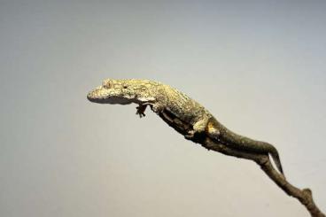 Geckos kaufen und verkaufen Foto: 1.1 Eurydactylodes occidentalis 