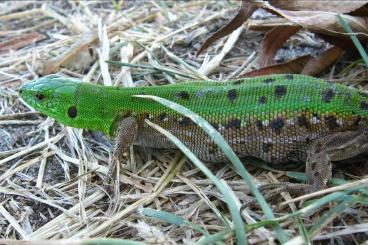 Echsen  kaufen und verkaufen Foto: Looking for Lacerta Agilis Exigua Females