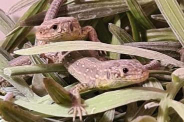 Echsen  kaufen und verkaufen Foto: Lacerta agilis agilis CB2024