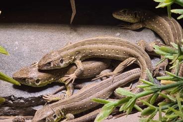 Lizards kaufen und verkaufen Photo: Young Couples Lacerta Agilis Agilis CB2024 