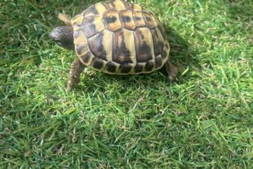 Landschildkröten kaufen und verkaufen Foto: Tortue Herman Hermani boeterie