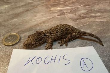 Geckos kaufen und verkaufen Foto: Leachianus  Auriculatus Regius 