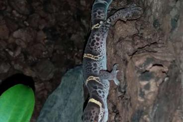 Geckos kaufen und verkaufen Foto: ------------- GECKOS ------------