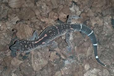 Geckos kaufen und verkaufen Photo: ------------- GECKOS ------------