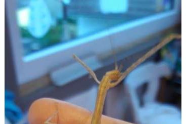 Insekten kaufen und verkaufen Foto: Biete Phasmiden Jungtiere
