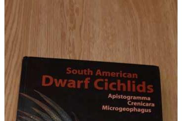 supplies kaufen und verkaufen Photo: Dwarf Cichlids Buch (englisch)