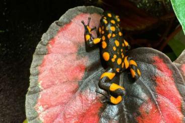 Poison dart frogs kaufen und verkaufen Photo: Oophaga Histrionica für Hamm 