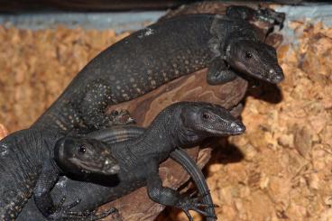 Monitor lizards kaufen und verkaufen Photo: V. salvator - komaini for Hamm