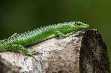 Lizards kaufen und verkaufen Photo: Lamprolepsis Smaradigna Selayar locality 